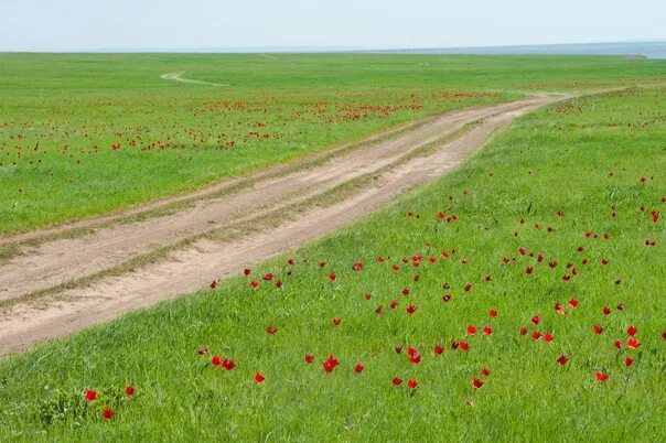 Земли республики калмыкия. Калмыкия степь. Калмычка в степи. Опустынивание калмыкии 2021. Заповедник черные земли калмыкия пустыня.