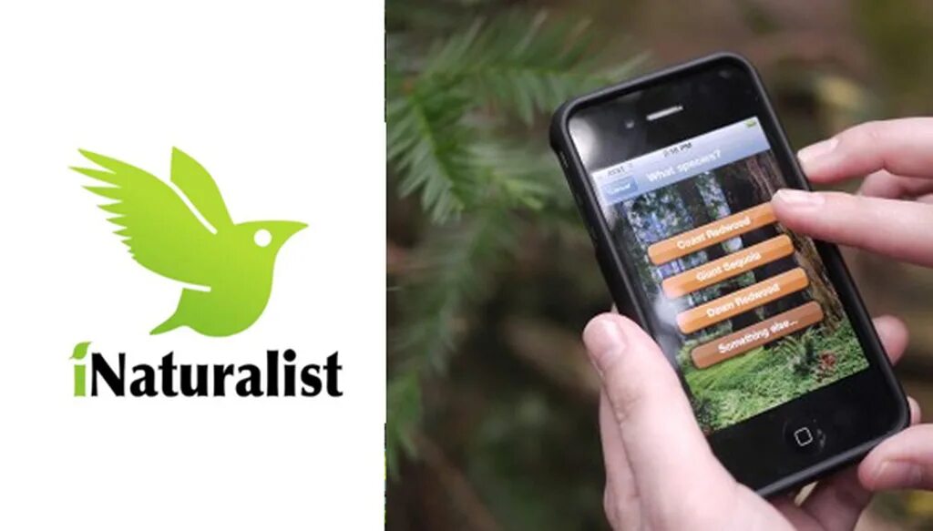 Приложение seek. INATURALIST приложение. I Naturalist приложение. Я натуралист.