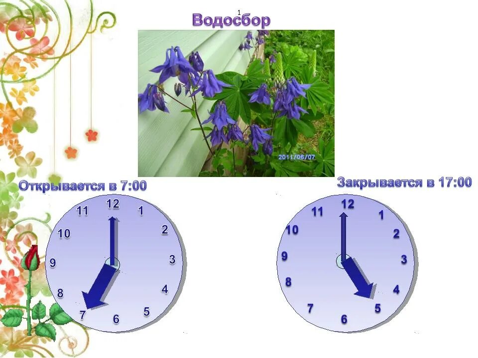 Биологические часы 5 класс. Цветочные часы биология. Цветочные часы для дошкольников. Цветочные часы проект.