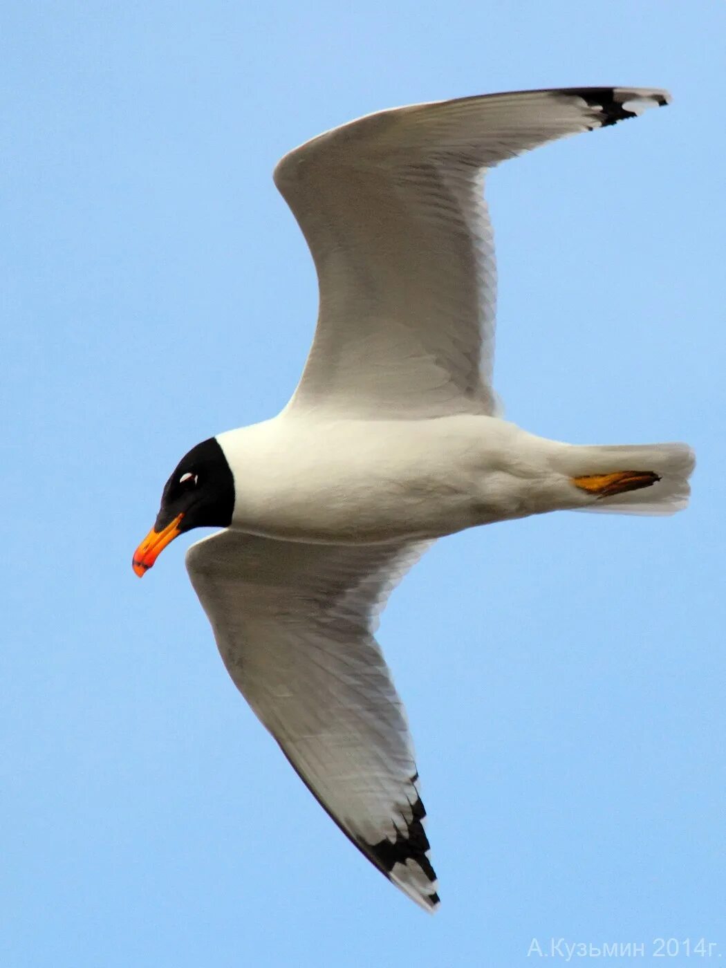 Черноголовый хохотун. Черноголовый хохотун (Larus ichthyaetus). Черноголовая хохотунья. Черноголовая Чайка хохотун красная книга. Серебристая Чайка черноголовый хохотун.