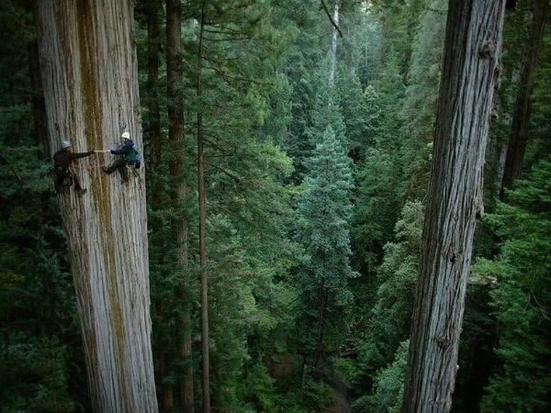 Громадный лес растянулся ответы. Калифорнийская Секвойя Гиперион. Секвойя вечнозелёная Гиперион. Национальный парк Редвуд Гиперион. Дерево Гиперион Редвуд.