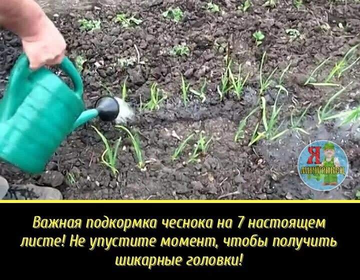Поливать чеснок после посадки на зиму. Подкормка чеснока. посадка чеснока удобрение. схема подкормки чеснока. удобрение для чеснока под зиму.