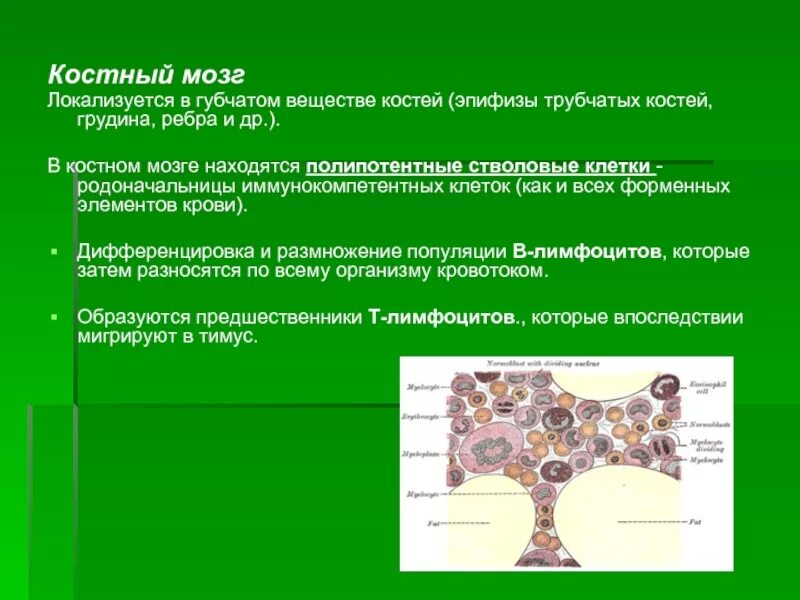 Клетки образующиеся в красном костном мозге. Костный мозг иммунная система. Губчатое вещество и костный мозг. Красный костный мозг локализуется.