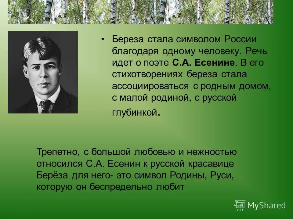 Образы стихотворения береза. Образ березы у Есенина. Образ Березки в поэзии Есенина. Береза в поэзии Есенина. Образ березы в стихах Есенина.