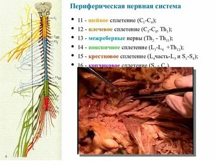 Периферические ткани это