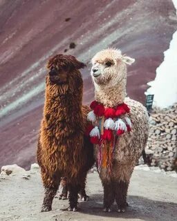 Альпаки натлан