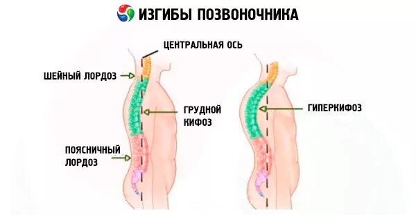 Опорно-двигательная система человека