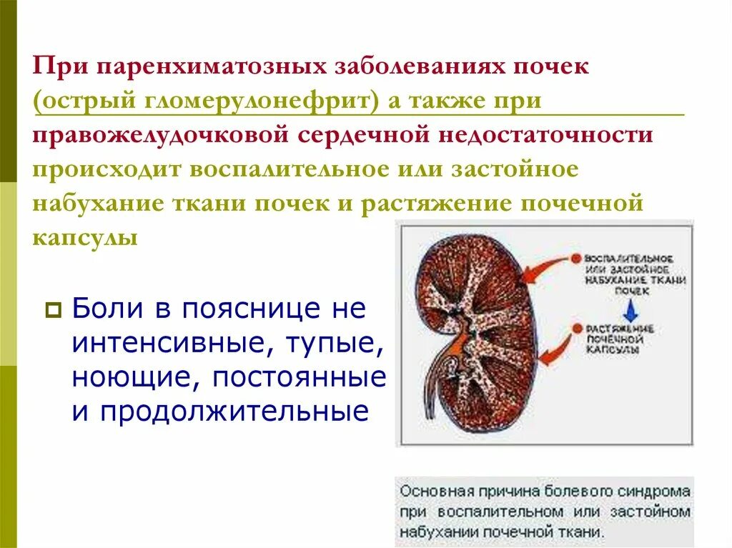 Ишемия почек. Почка при остром гломерулонефрите. Патологии почек (острые, хронический гломерулонефрит). Паренхиматозные заболевания почек. Почечная недостаточность патология.