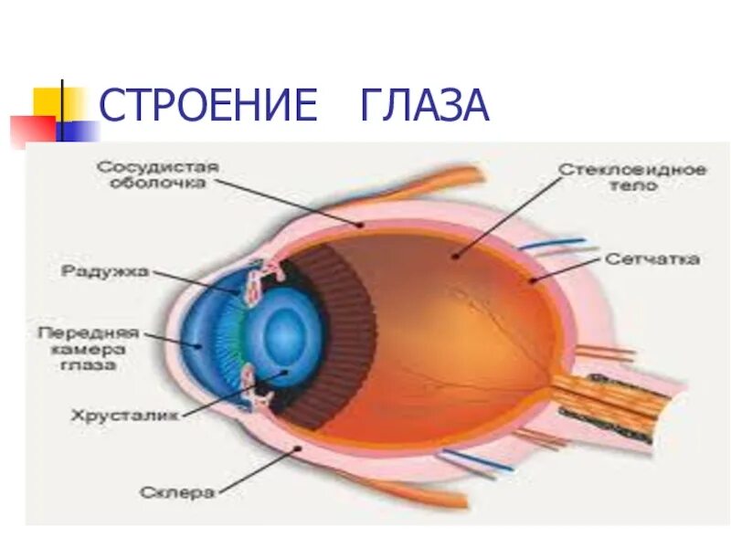 Структура глаза птицы. Строение глаза птицы. Строение глаза Совы. Структура птичьего глаза. Строение глаза орла.