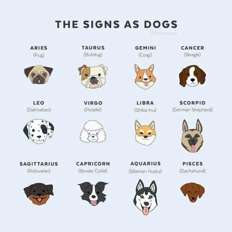Собаки по знаку зодиака. Сораки по знаку зодиака. Собаки подходящие по знаку зодиака. Собаки подходящие к знакам зодиака.
