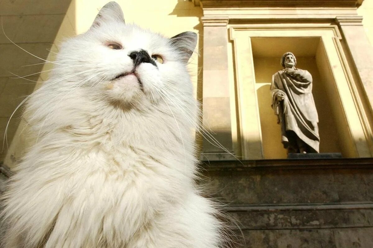 Эрмитаж коты. Эрмитаж санкт-петербург коты. эрмитажные коты. эрмитажные коты в эрмитаже. кошки охранники в эрмитаже.