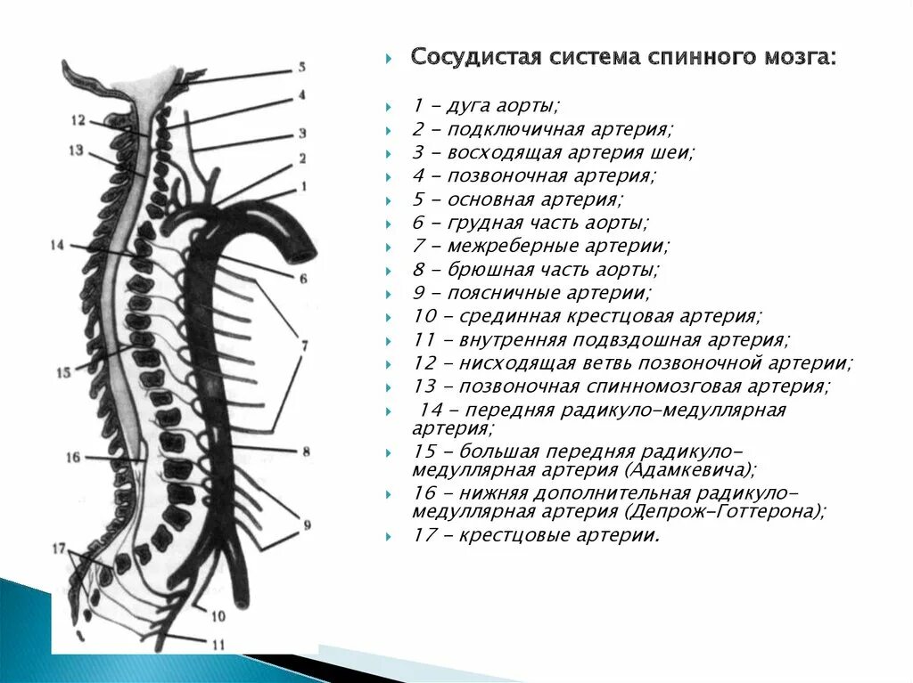 Артерия Адамкевича анатомия. Сплетения спинного мозга схема. Заболевания спинного мозга. Артерия Депрож Готтерона.