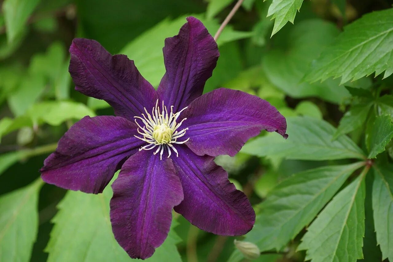 Клематис сорт какие. Клематис Ломонос фиолетовый. Клематис etoile Violette. Клематис Джакмани. Клематис Лавсониана.