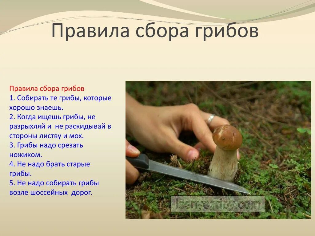 Слайды собирать. Правила сбора грибов. правило собирание грибов. правила собирать грибы. доклад как собирать грибы.