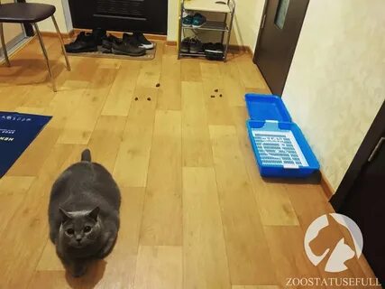 Почему коты писать мимо лотка