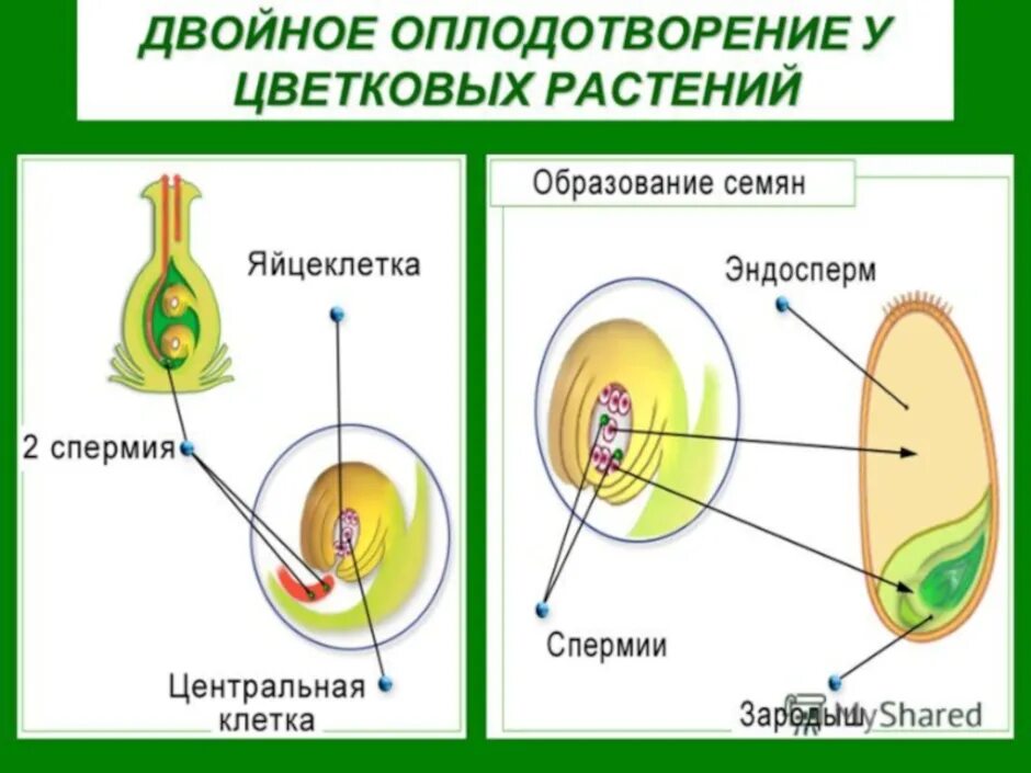 Схема двойного оплодотворения у покрытосеменных растений. Схема двойного оплодотворения у цветковых растений. Двойное оплодотворение у цветковых растений 6 класс. Схема процесса оплодотворения у растений.