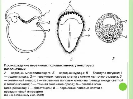 3 слоя зародыша