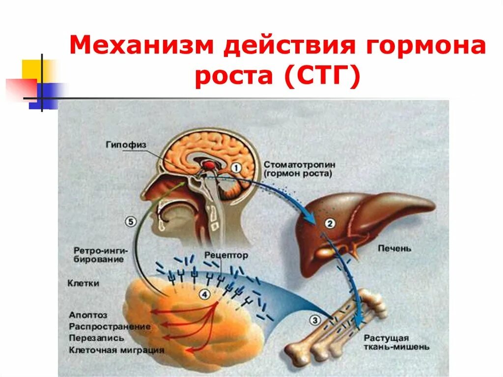 Гормон роста вырабатываемый в гипофизе. Гормоны гипофиза СТГ. Тропные гормоны гипофиза схема. Гормоны продуцируемые гипофизом.