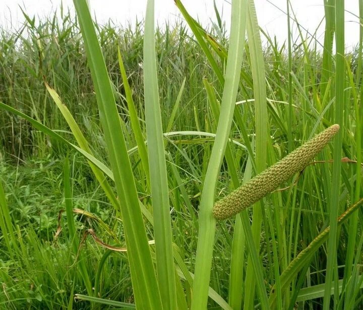 АИР болотный (Acorus Calamus). АИР обыкновенный - Acorus Calamus. АИР болотный Acorus Calamus сырье. АИР обыкновенный соцветие.