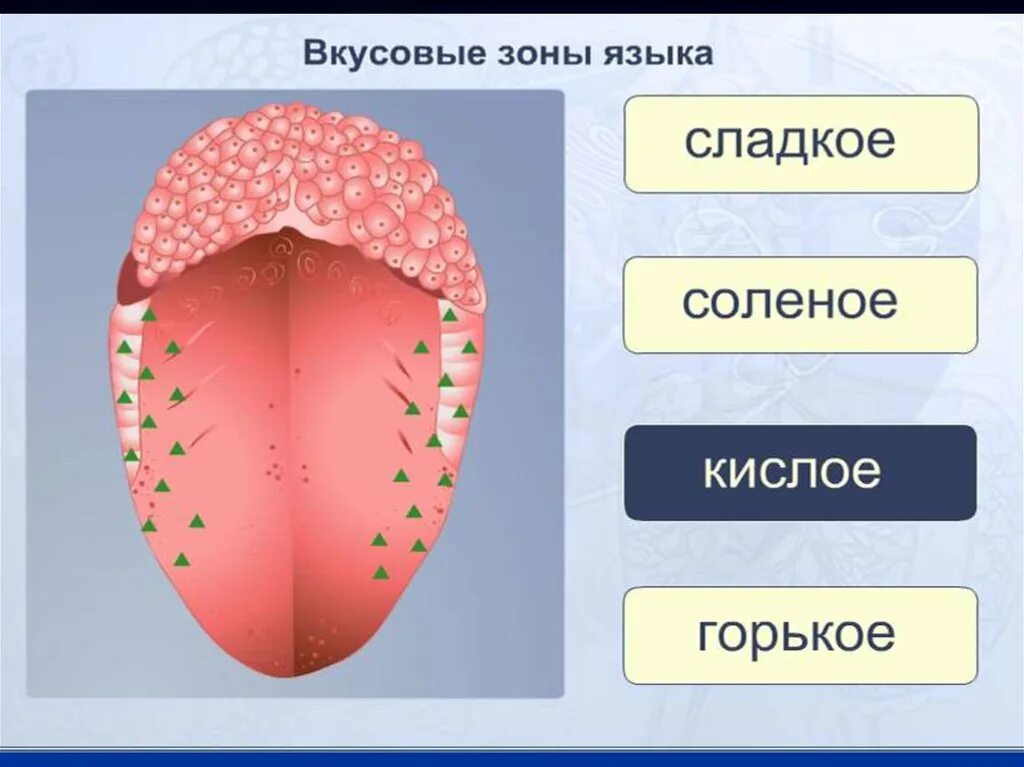 Язык биологии 5. Вкусовые зоны языка. вкусовые зоны языка человека. вкусовые зоны языка биология 8 класс. вкусовые зоны языка анатомия.