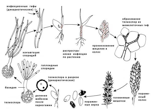 Головня строение гриба