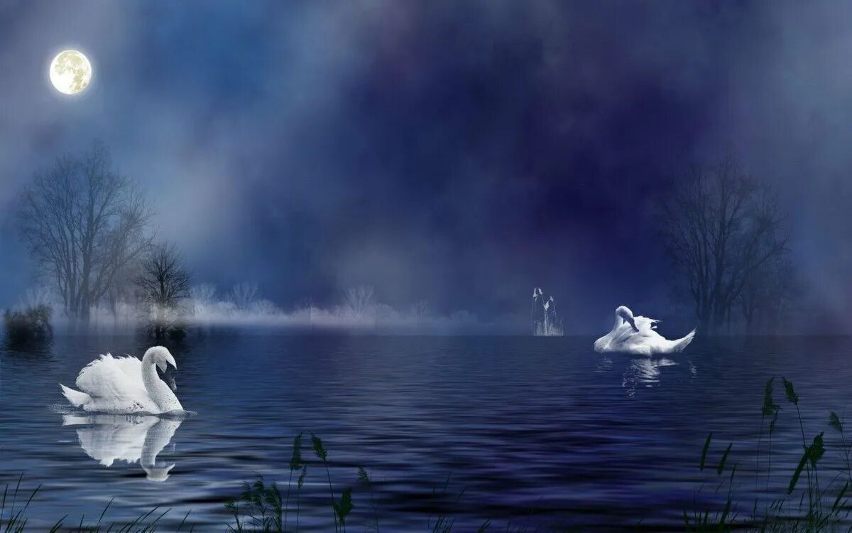 Лебединое озеро белый лебедь. Лебединое озеро черный лебедь. Лебеди на озере. Лебедь ночью. Луна лебединая