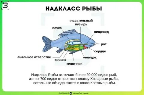 Общая характеристика надкласса рыбы