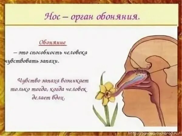 Почему человек не чувствует запахи. Орган чувств нос доклад 4 класс. обоняние человека. орган обоняния у человека. орган обоняния для детей.