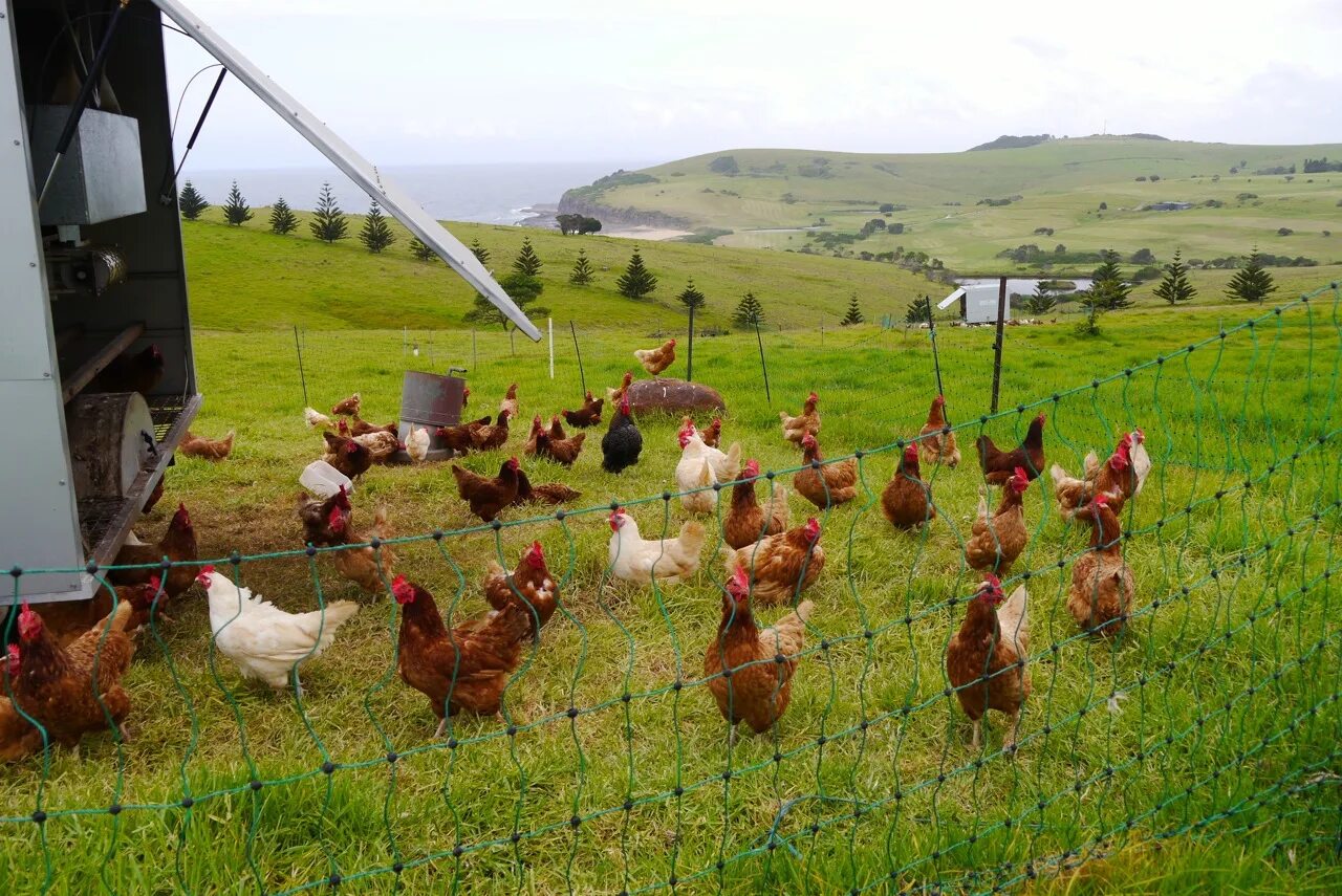 Ферма (сельское хозяйство). Сельское хозяйство курицы. Сельскохозяйственные птицы. Куры в хозяйстве. Сколько кур у фермера