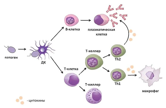 Схема клеточного иммунного ответа. Схема иммунного ответа иммунология. Схема иммунного ответа лимфоциты. Схема т клеточного иммунного ответа. Макрофаги антитела