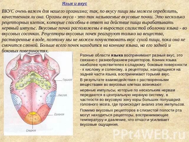 Язык биологии 5. Язык и его вкусовые зоны. проект на тему вкусовые рецепторы. вкусовые сосочки, располагающиеся на боковых поверхностях языка. на кончике языка расположены рецепторы.