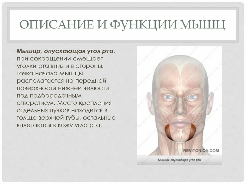 Функция мимических и жевательных мышц. Функции мимических мышц. мышца опускающая угол рта функции.