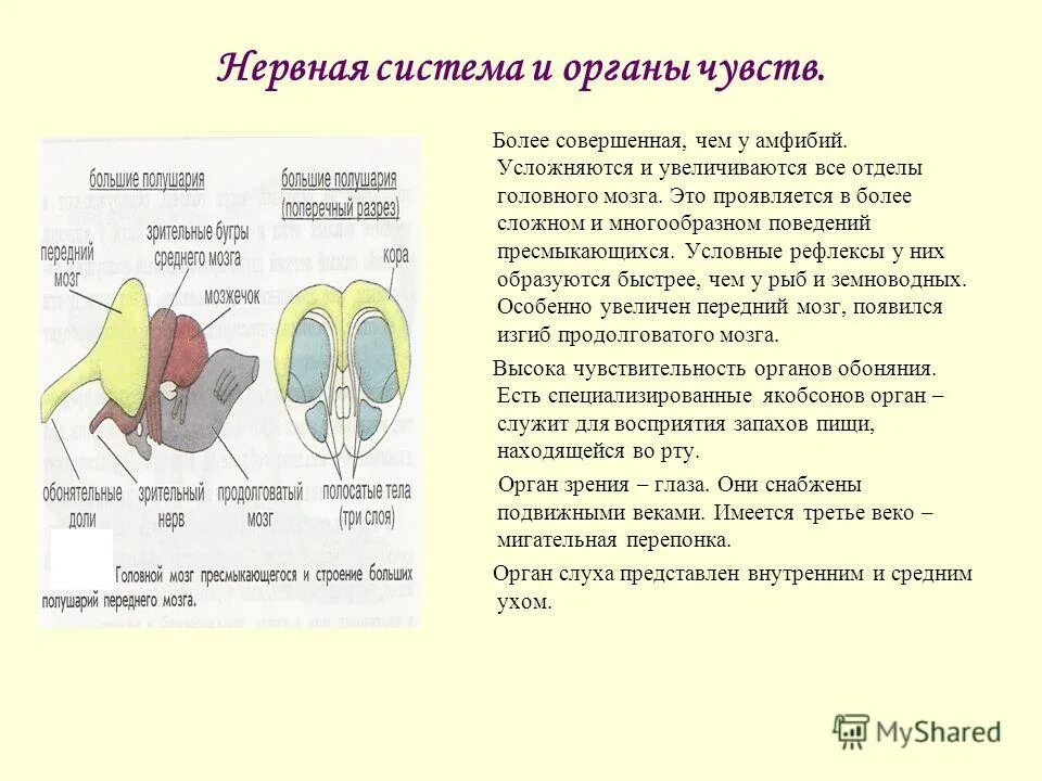 Продолговатый изгиб