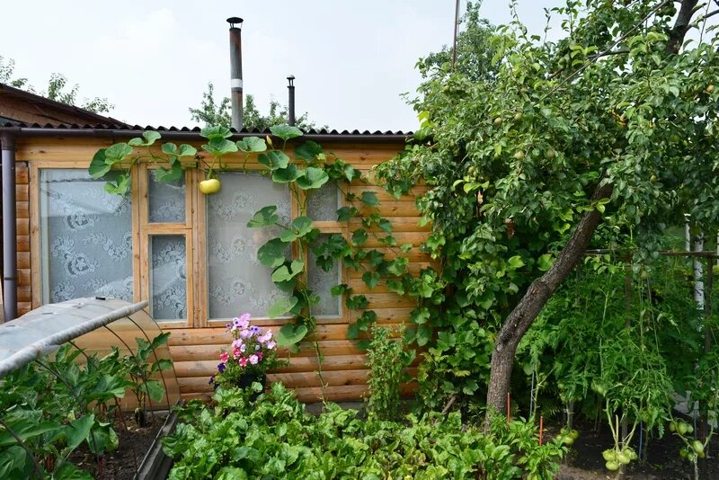 СНТ медик Челябинск. Участок СНТ медик Челябинск. Сад СНТ медик Костромская. Участок СНТ лето. Снт медик купить участок