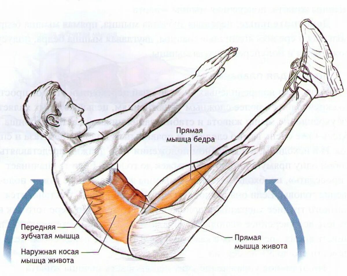 Упражнения на пресс лежа на спине. Упражнения для пресса. Упражнения для мышц живота. Мышцы задействованные при подъеме ног. Упражнения на брюшной пресс.