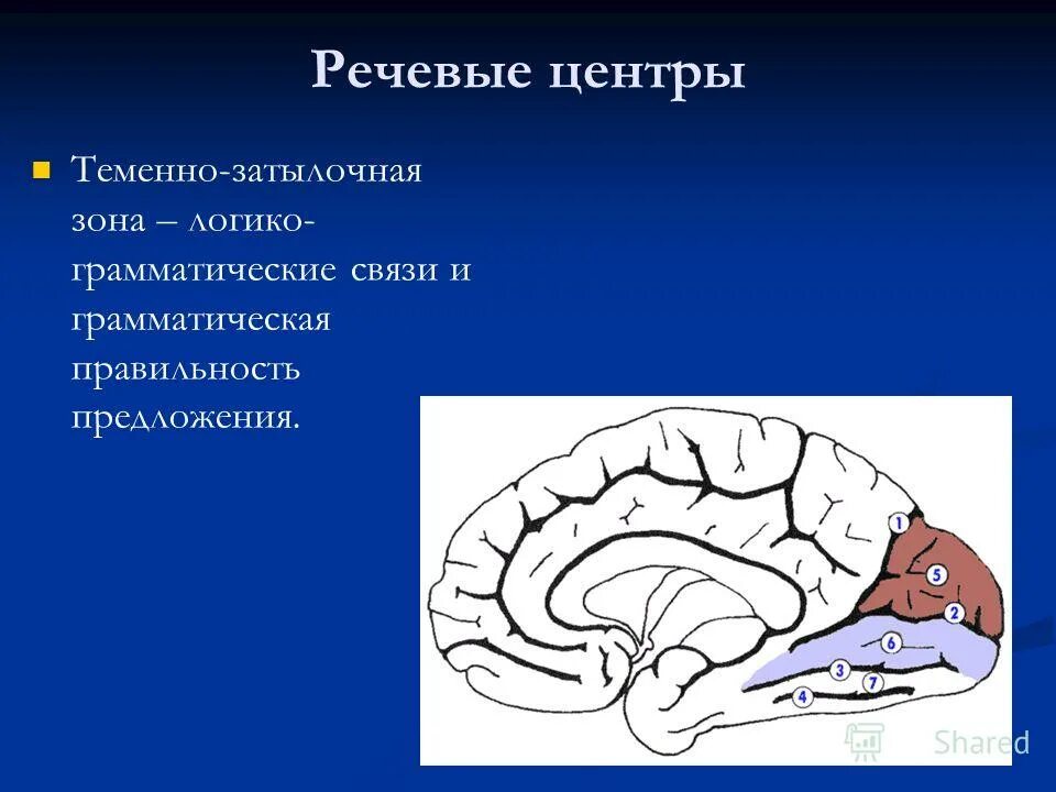 речевые центры коры больших полушарий. 4 речевых центра. зона вернике. 4 речевых центра. зоны головного мозга брока и вернике.