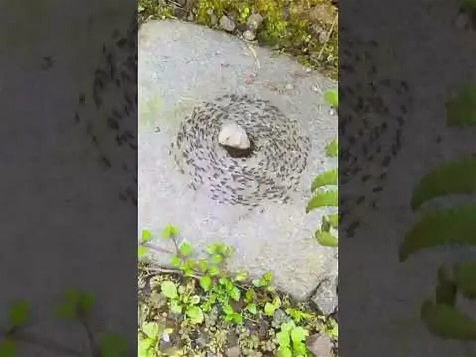 Сказочная история про муравьев. Муравей бездельник. Придумать сказку про муравья и черепаху. Как муравей потерял время. Как муравей потерял время.