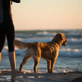It isn t a dog