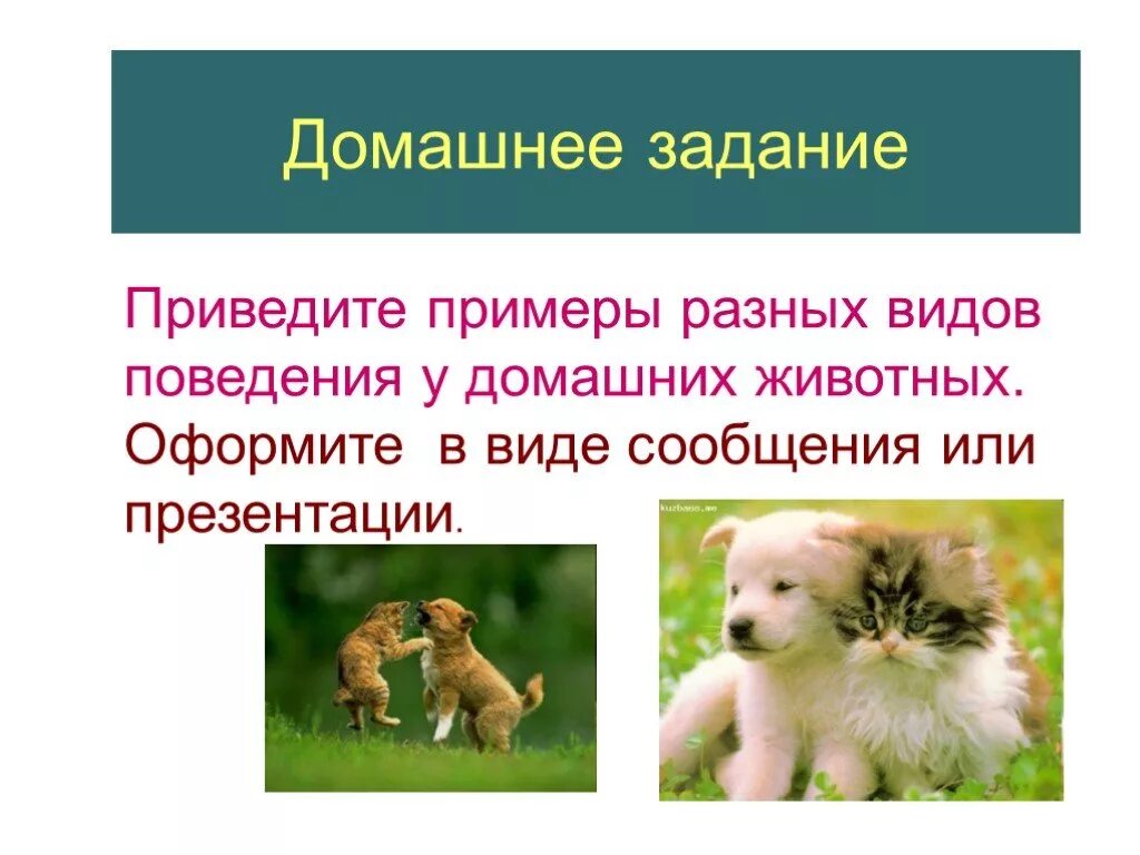 Поведение домашних животных. Разные виды поведения у домашних животных. Сообщение на тему поведение животных. Привести примеры поведения домашних животных.