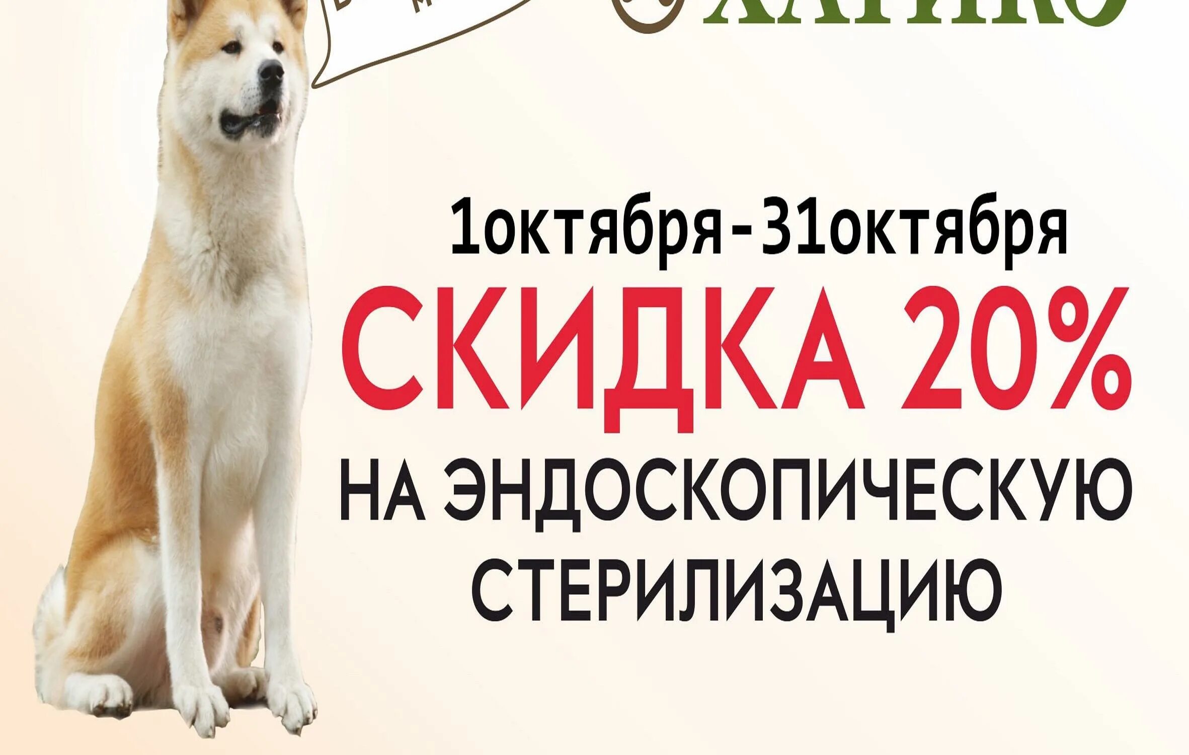 Хатико новая усмань. Хатико ветклиника Новосибирск. Хатико ветеринарная клиника Екатеринбург Посадская 21. Хатико Саратов. Хатико Сергиевск ветеринарная клиника.