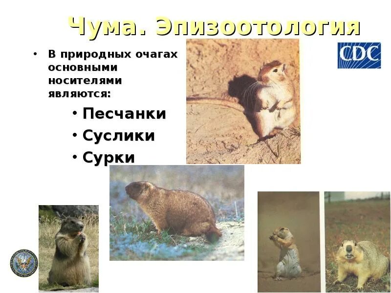 Тарбаган млекопитающие. Чума сусликов. Суслика гладят. Чумные сурки. Суслик и сурок отличия.