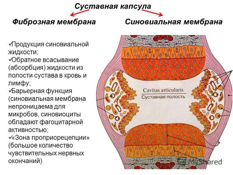 Фиброзная капсула на латыни. Фиброзная капсула на латыни