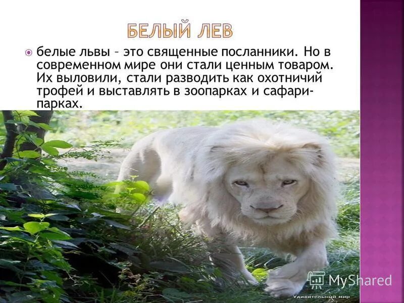 Лев описание животного. Занесен ли лев в красную книгу. Описание льва. Животные из красной книги лев. Сообщение о белом льве из красной книги.