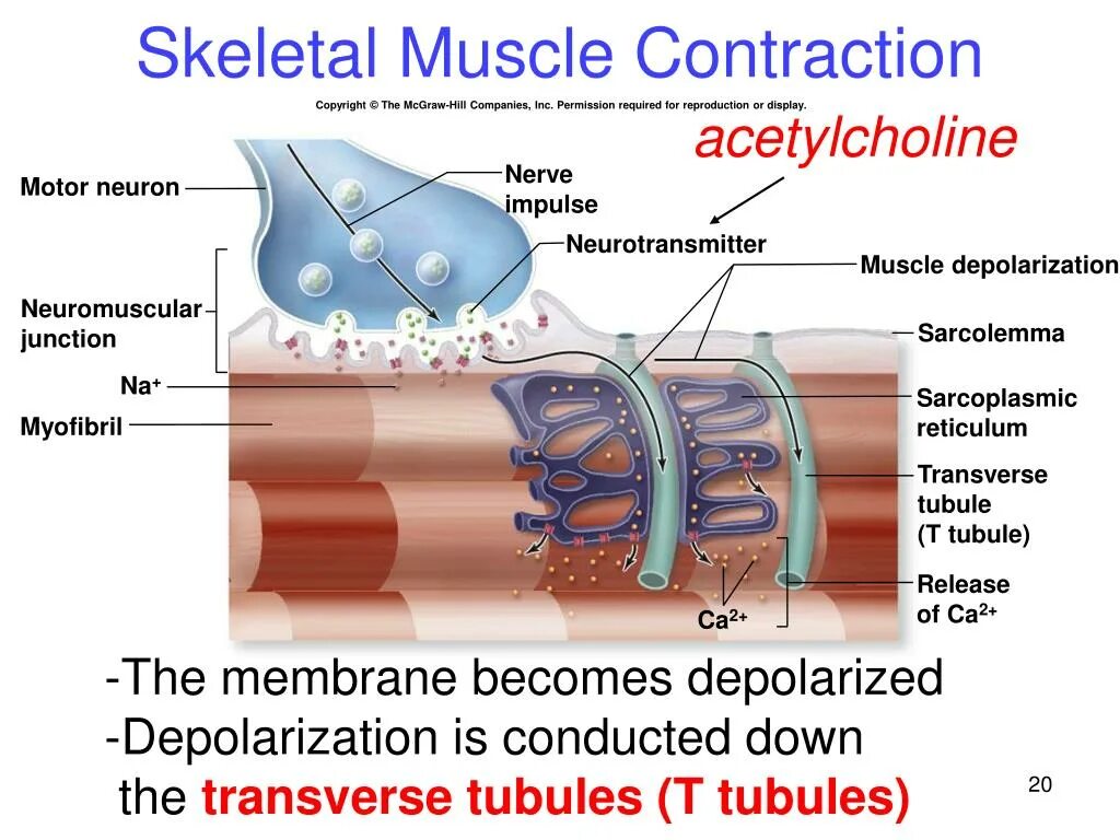 Ацетилхолин в мышечном сокращении. Skeletal muscle contraction. Ацетил хоолин гладкие мышцы. Ацетилхолин вызывает сокращение мышц. Ацетилхолин сердце сокращение