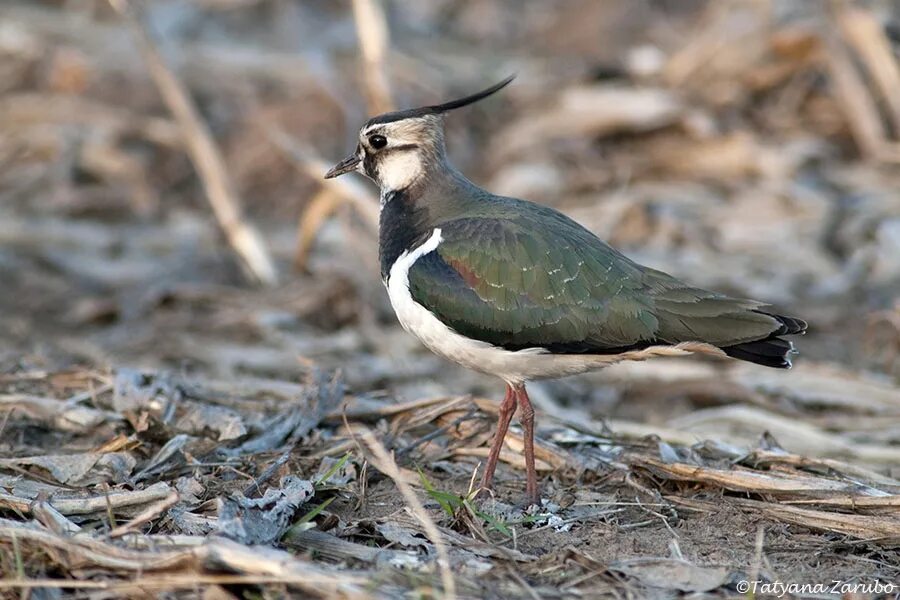 чибис болотный крик. чибис пигалица. чибис абакан. чибис сыктывкар. чибис сыктывкар.