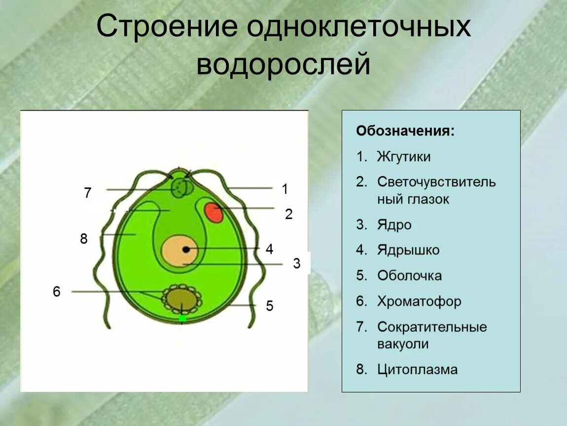 Одноклеточные водоросли произошли