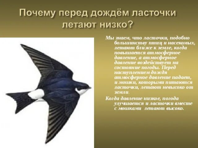 Переддождём ласточки летают низко. Народные приметы ласточки низко летают. Ласточки летают низко перед дождем. Ласточки перед дождем.