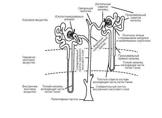 Извитыми канальцами и собирательными трубочками. Отделы нефрона почки физиология. Связующий каналец нефрона. Каналец нефрона на рисунке. Мочевыделительная система человека строение нефрона.