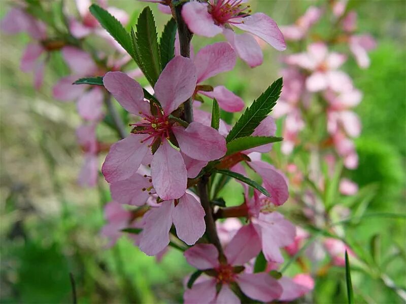 Миндаль Степной бобовник. Миндаль Степной (Prunus tenella). Миндаль низкий Степной бобовник. Миндаль низкий бобовник.