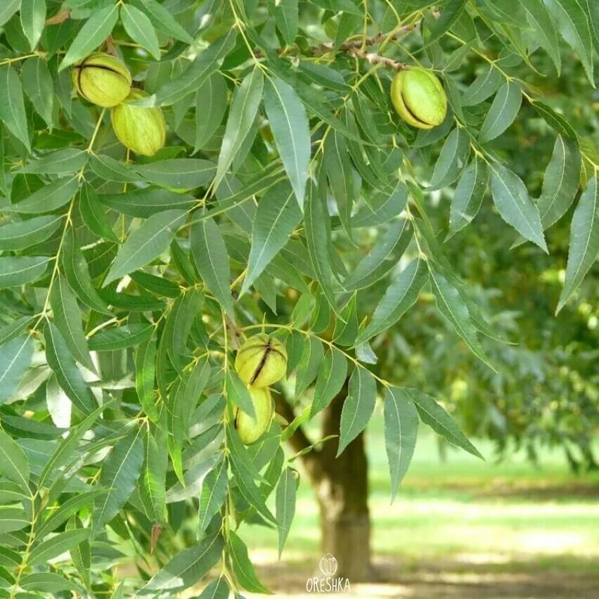 Саженец пекана. Дерево орех пекан (Carya ILLINOINENSIS). Саженцы орех кария пекан. Орех пекан (Carya ILLINOINENSIS) - плантация. Саженец дерева пекан.